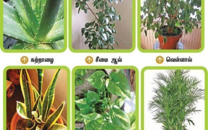 Clean air Using House Plants