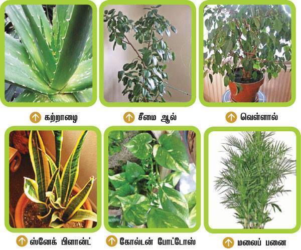 clean air, House Plants