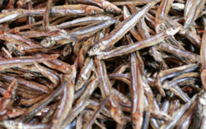 ‘Nethili Fish’ dried and salted in Colachel by Fisherman’s