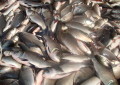 Kanyakumari Fishing: தடைகாலத்திற்கு பிறகு கடலுக்கு சென்ற சின்னமுட்டம் மீனவர்கள் வலையில் உயர் ரக மீன்கள் சிக்கின வியாபாரிகள் போட்டி போட்டு ஏலம் எடுத்தனர்