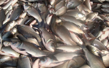 Kanyakumari Fishing: தடைகாலத்திற்கு பிறகு கடலுக்கு சென்ற சின்னமுட்டம் மீனவர்கள் வலையில் உயர் ரக மீன்கள் சிக்கின வியாபாரிகள் போட்டி போட்டு ஏலம் எடுத்தனர்