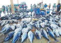 மருத்துவ குணம் வாய்ந்த﻿﻿ கேரை மீன் சீஸன் குமரியில் தொடக்கம்﻿: Overseas export of 80 tonnes per day