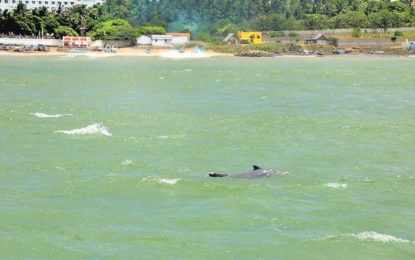 கன்னியாகுமரி கடலில் அணிவகுத்த டால்பின்கள்﻿: சுற்றுலா பயணிகள் உற்சாகம்﻿﻿