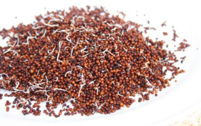 what can be eaten as a substitute for rice and wheat?
